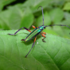 Longhorn Beetle - Escarabajo