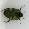 green june beetle
