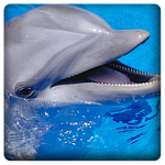 Dolphin Sound Apk