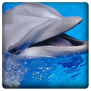 Dolphin Sound.apk 2.0