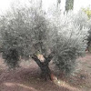 Olivo. Olive tree