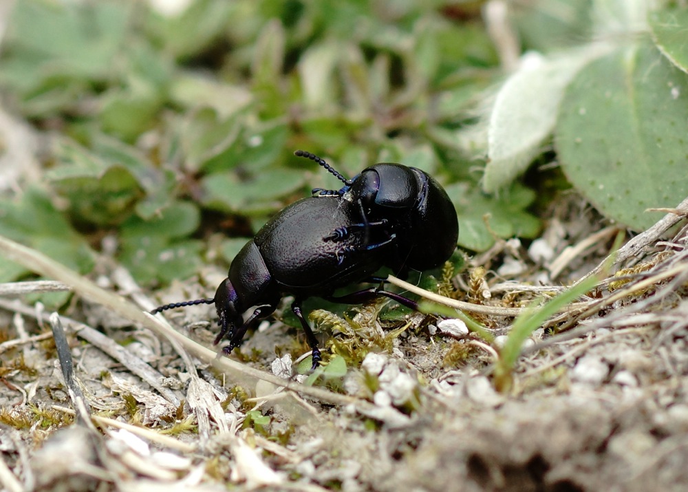Small Bloody-nosed Beetle