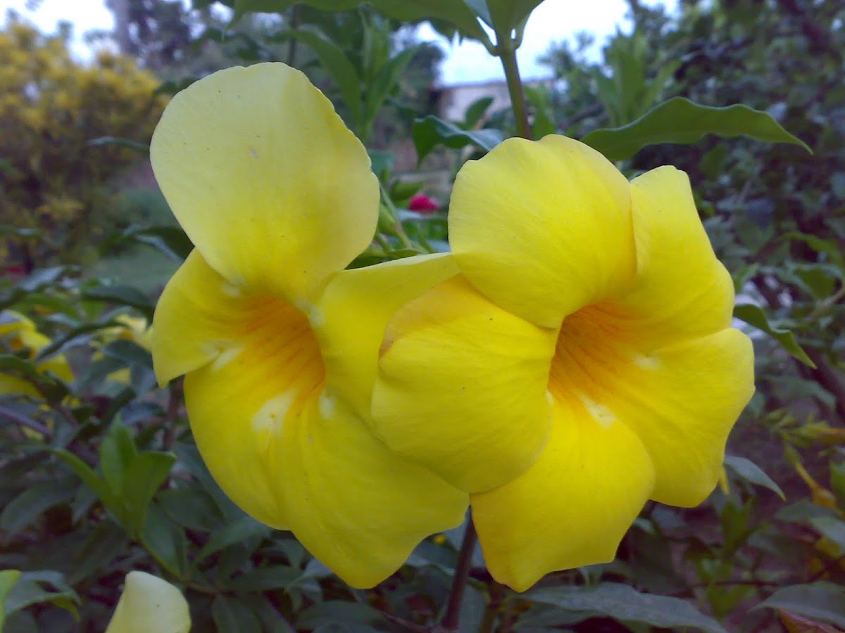 Wild Allamanda ( Yellow Mandevilla, Yellow Dipladenia ) Project Noah