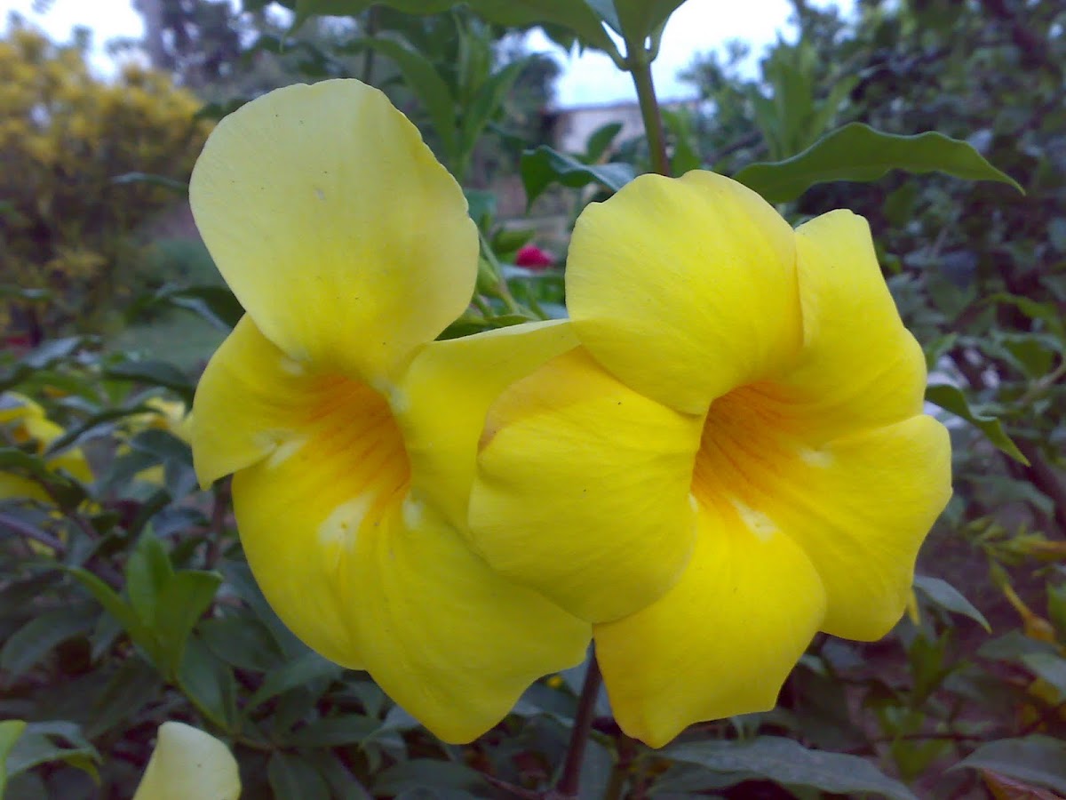 Wild Allamanda ( Yellow Mandevilla, Yellow Dipladenia )