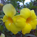 Wild Allamanda ( Yellow Mandevilla, Yellow Dipladenia )