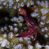 Coral Crab, Reef Crab
