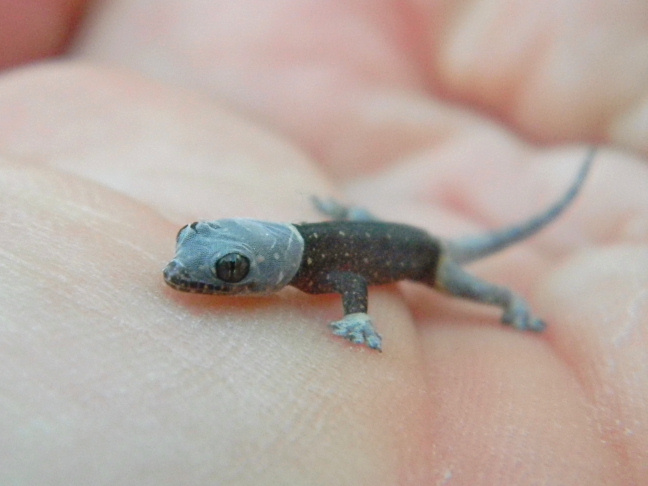 house gecko hatchling