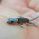 house gecko hatchling