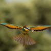European Bee-eater  -  Abelharuco-comum