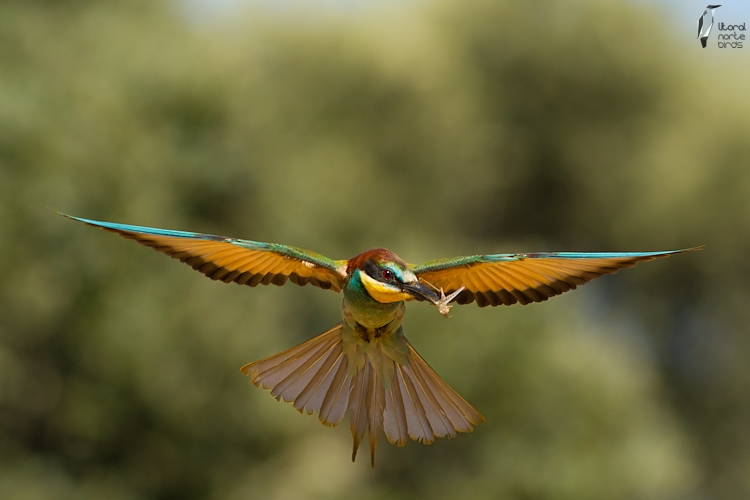 European Bee-eater  -  Abelharuco-comum