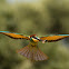 European Bee-eater  -  Abelharuco-comum