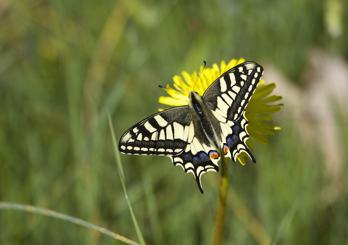 The Old World Swallowtail