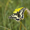 The Old World Swallowtail