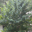 Japanese Lilac tree
