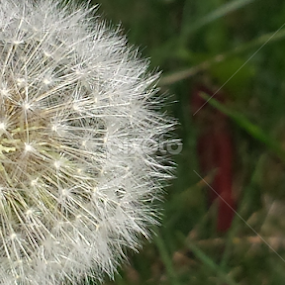 by Alannah Melton - Nature Up Close Other Natural Objects