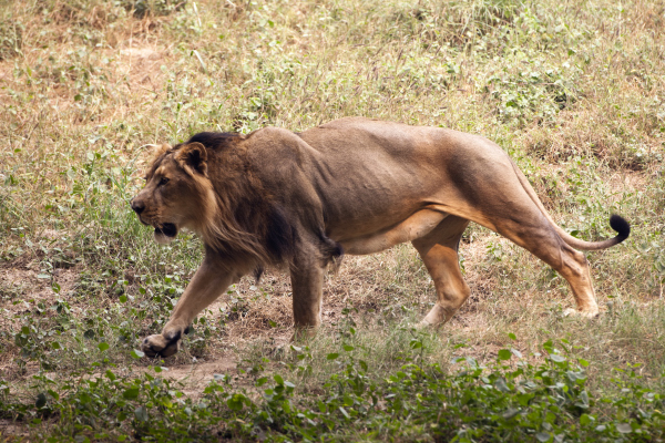 Asiatic lion | Project Noah
