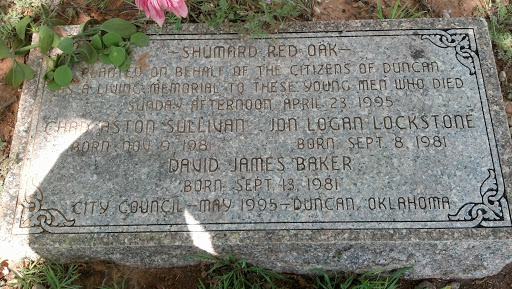 Shumard Red Oak 