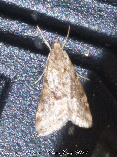 Cabbage Webworm | Project Noah