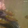 uncertain freshwater fish