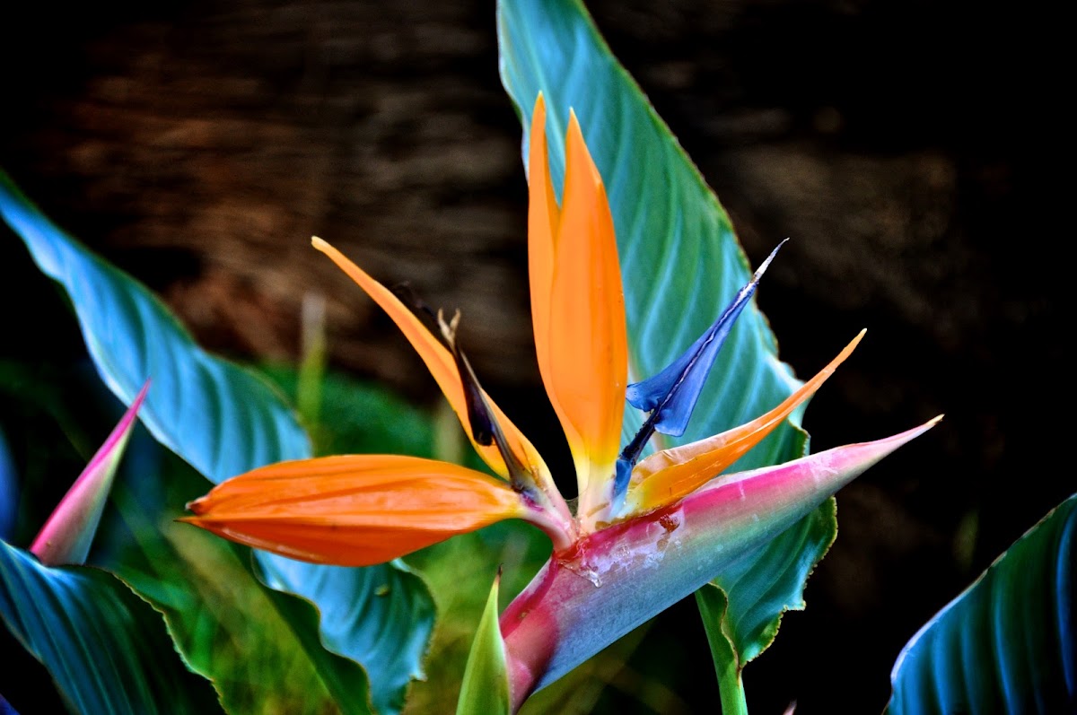 Bird of Paradise