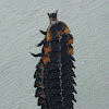 Net wing beetle Larva