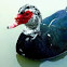 Muscovy Duck