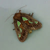 Spiny oak slug moth