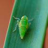 Planthopper nymph