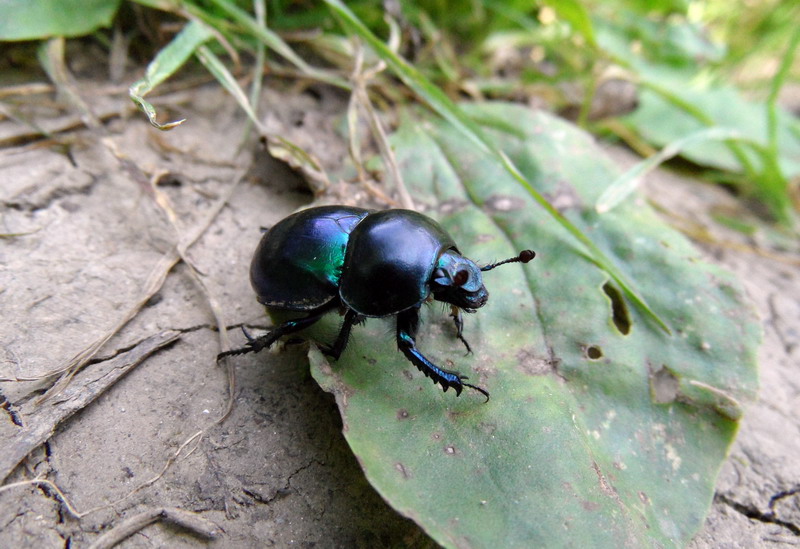 Scarab, dung beetle