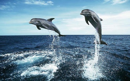 download Dolphin Wallpaper free