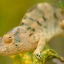 Panther Chameleon