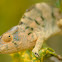 Panther Chameleon