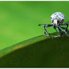 Pest weevil