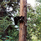 American Black Bear