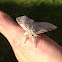 Pale Tussock Moth