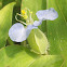 Slender Dayflower