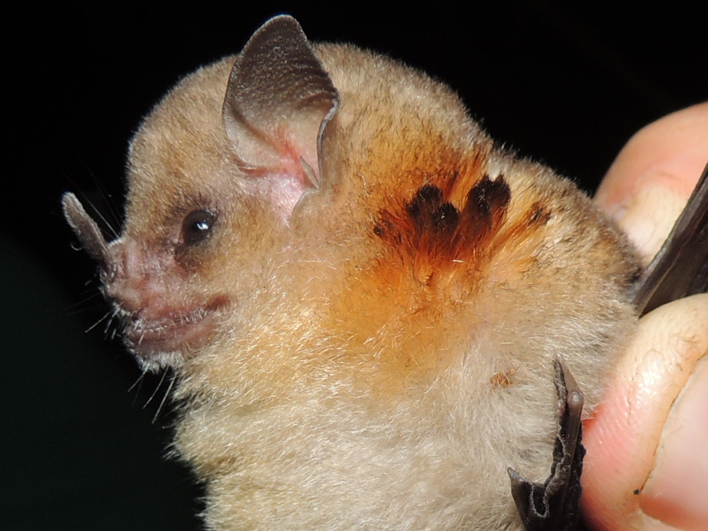 Little Yellow-Shouldered Bat