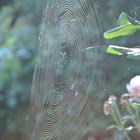 Orb Spiderweb