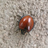 Giant Lady Beetle
