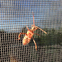 Western Conifer Seed Bug