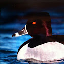 Ring necked duck
