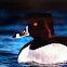 Ring necked duck