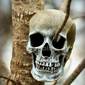 Skull on Branch by Teresa Delcambre - Artistic Objects Other Objects