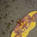 Imperial Moth