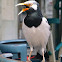 Pied Myna or Asian Pied Starling