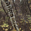 Birch polypore