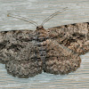 Common Gray Moth