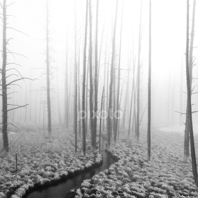 Bobby Socks Trees by Mark Smith - Landscapes Forests
