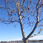 American Sycamore