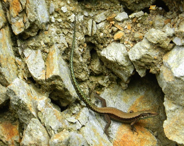 Lagartija cantábrica, Iberian rock lizard